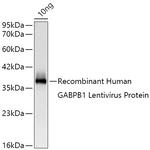 GABPB1 Antibody in Western Blot (WB)