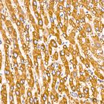 GRP94 Antibody in Immunohistochemistry (Paraffin) (IHC (P))