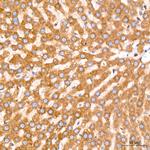 GRP94 Antibody in Immunohistochemistry (Paraffin) (IHC (P))