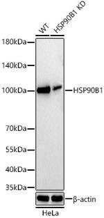 GRP94 Antibody in Western Blot (WB)
