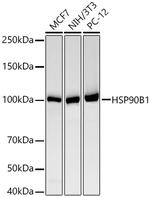 GRP94 Antibody in Western Blot (WB)