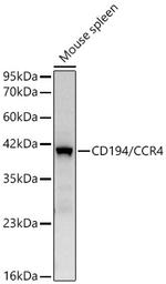 CCR4 Antibody in Western Blot (WB)