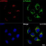 LRP130 Antibody in Immunocytochemistry (ICC/IF)
