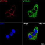 LRP130 Antibody in Immunocytochemistry (ICC/IF)