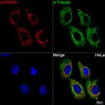 LRP130 Antibody in Immunocytochemistry (ICC/IF)