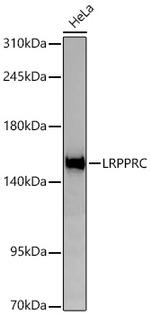 LRP130 Antibody in Western Blot (WB)