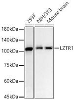 LZTR1 Antibody in Western Blot (WB)