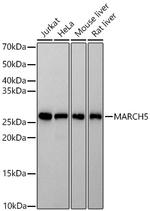 MARCH5 Antibody in Western Blot (WB)