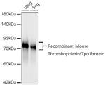 Thrombopoietin Recombinant Rabbit Monoclonal Antibody (2T1W5)