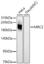 MRC2 Antibody in Western Blot (WB)