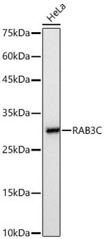 RAB3C Antibody in Western Blot (WB)