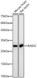 RAB3C Recombinant Rabbit Monoclonal Antibody (10X10S0)