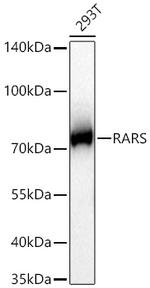 RARS Antibody in Western Blot (WB)