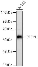 REPIN1 Antibody in Western Blot (WB)