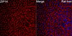ZIP14 Antibody in Immunohistochemistry (Paraffin) (IHC (P))
