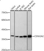 CK2 alpha-2 Antibody in Western Blot (WB)