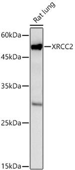 XRCC2 Antibody in Western Blot (WB)