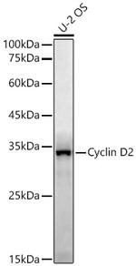 Cyclin D2 Recombinant Rabbit Monoclonal Antibody (5B4M7)