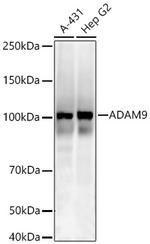 ADAM9 Recombinant Rabbit Monoclonal Antibody (2A0V9)