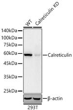 Calreticulin Antibody in Western Blot (WB)