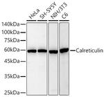 Calreticulin Antibody in Western Blot (WB)