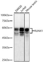 RUNX1 Antibody in Western Blot (WB)