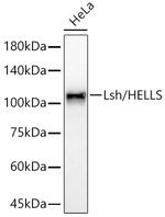 HELLS Recombinant Rabbit Monoclonal Antibody (4M7J3)