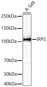 IREB2 Antibody in Western Blot (WB)