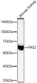 FRS2 Antibody in Western Blot (WB)
