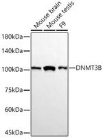 DNMT3B Antibody in Western Blot (WB)