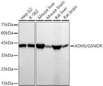 ADH5 Recombinant Rabbit Monoclonal Antibody (1O4C2)