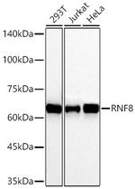 RNF8 Recombinant Rabbit Monoclonal Antibody (9V0X5)
