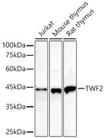 TWF2 Antibody in Western Blot (WB)