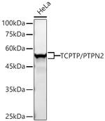 PTPN2 Antibody in Western Blot (WB)