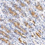 Pepsinogen I Antibody in Immunohistochemistry (Paraffin) (IHC (P))