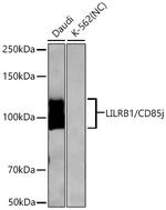 CD85j (ILT2) Recombinant Rabbit Monoclonal Antibody (7A1V3)