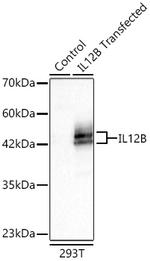 IL-12 p40 Antibody in Western Blot (WB)