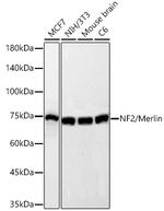 NF2 Antibody in Western Blot (WB)