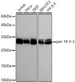 14-3-3 Pan Recombinant Rabbit Monoclonal Antibody (2P9P6)
