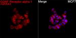 GFR alpha-1 Recombinant Rabbit Monoclonal Antibody (9K10Y0)