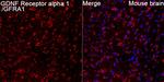 GFR alpha-1 Antibody in Immunohistochemistry (Paraffin) (IHC (P))