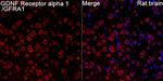 GFR alpha-1 Antibody in Immunohistochemistry (Paraffin) (IHC (P))