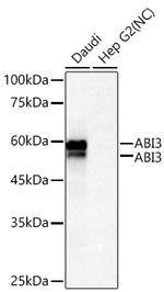 ABI3 Recombinant Rabbit Monoclonal Antibody (3V2G1)