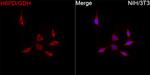 H6PD Recombinant Rabbit Monoclonal Antibody (2I3P1)