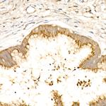 GOLGA4 Recombinant Rabbit Monoclonal Antibody (1I4T6)