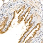 GOLGA4 Antibody in Immunohistochemistry (Paraffin) (IHC (P))