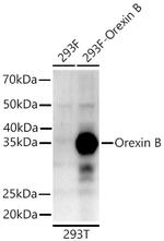 Orexin B Antibody in Western Blot (WB)