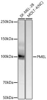 PMEL Antibody in Western Blot (WB)