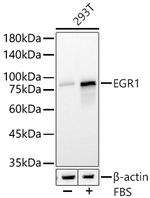 EGR1 Antibody in Western Blot (WB)