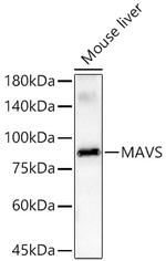 MAVS Recombinant Rabbit Monoclonal Antibody (6H7J6)